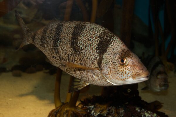 Nemadactylus monodactylus (Nemadactylus monodactylus) |commons:File:Nemadactylus (Acantholatris) monodactylus.jpg