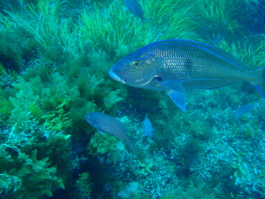 Nemadactylus valenciennesi (Nemadactylus valenciennesi) |commons:File:Nemadactylus valenciennesi P1091757.JPG