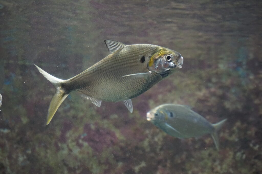 Nematalosa japonica (Nematalosa japonica) |commons:File:Nematalosa japonica Churaumi.jpg