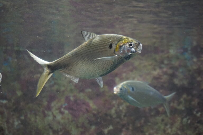 Nematalosa japonica (Nematalosa japonica) |commons:File:Nematalosa japonica Churaumi.jpg