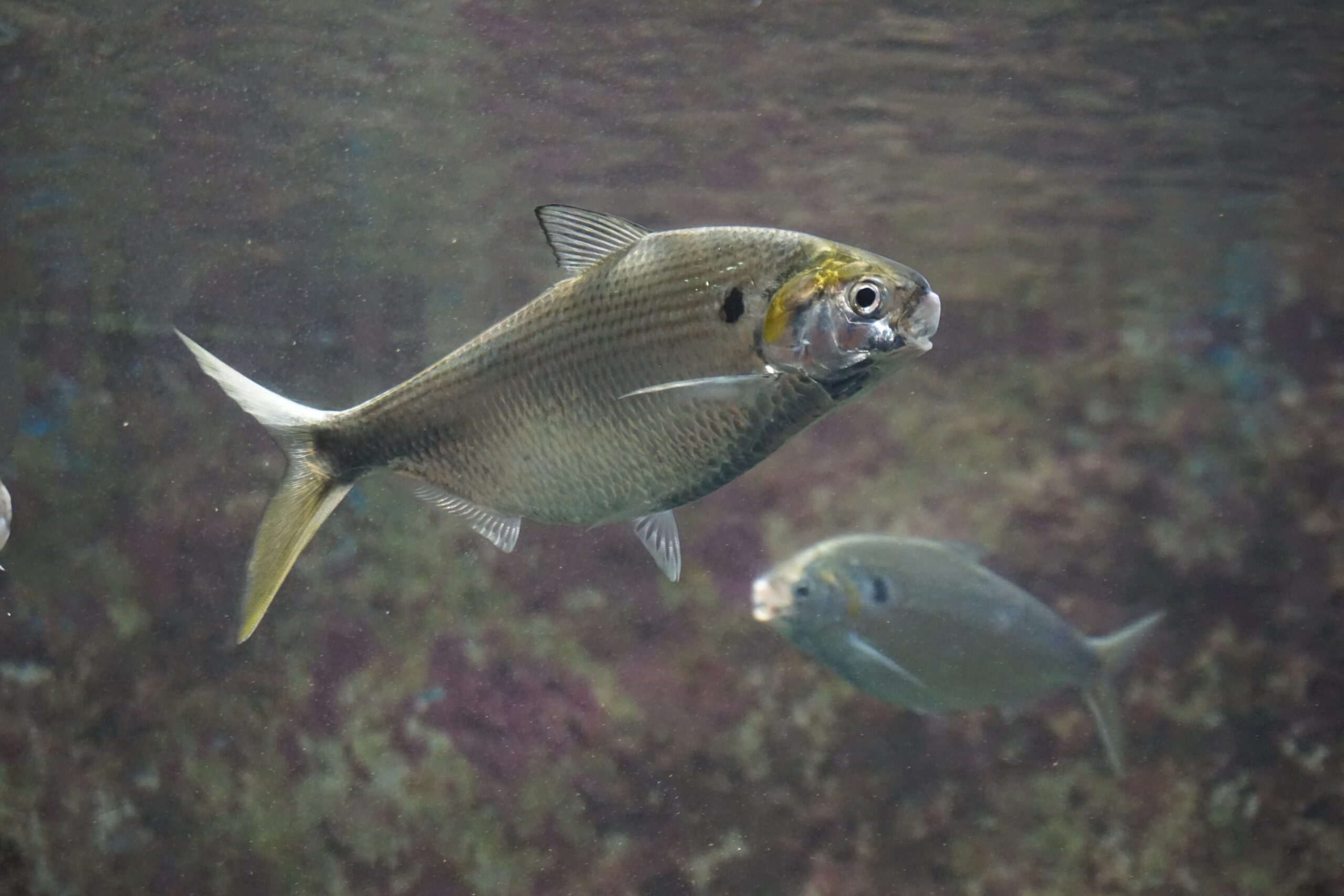 Nematalosa japonica (Nematalosa japonica) |commons:File:Nematalosa japonica Churaumi.jpg