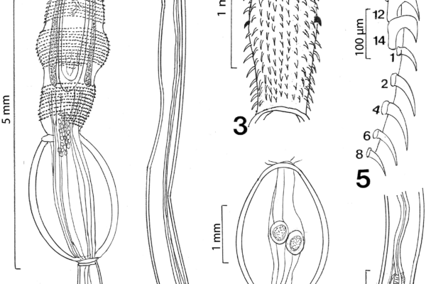Neoandracantha peruensis Neoandracantha peruensis