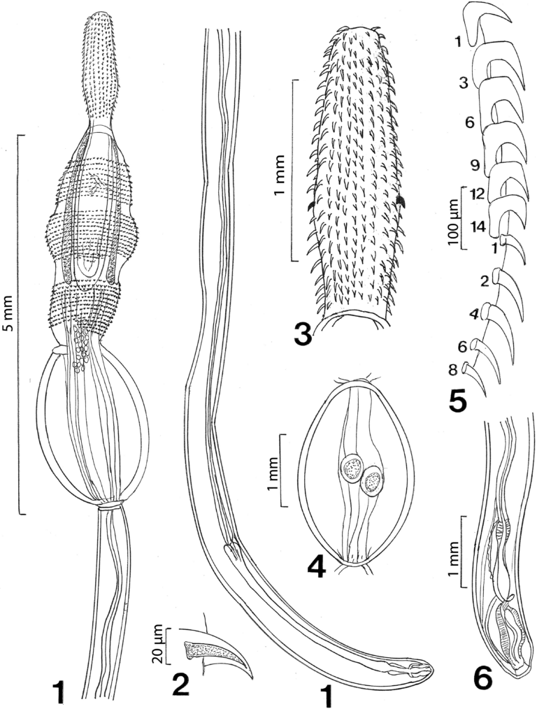 Neoandracantha peruensis Neoandracantha peruensis