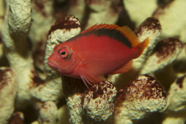 Neocirrhites armatus (Neocirrhites armatus) |commons:File:Flame Hawkfish Neocirrhites armatus.jpg