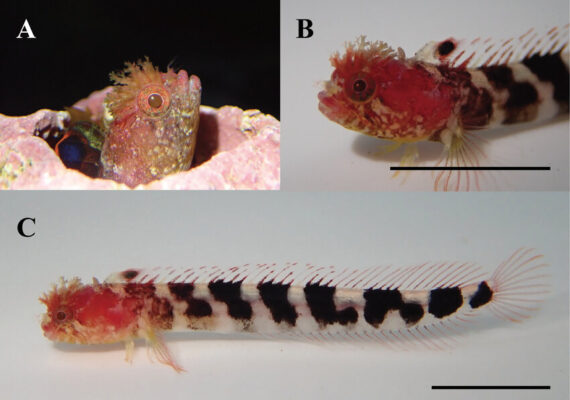 Neoclinus lacunicola (Neoclinus lacunicola) |commons:File:Neoclinus lacunicola living condition MABIK-PI00049728-383-mm-SL-Tonggumi-Ulleung.jpg