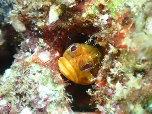 Neoclinus nudus (Neoclinus nudus) |commons:File:Neoclinus nudus.jpg
