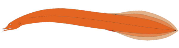 Neocyema erythrosoma (Neocyema erythrosoma) |commons:File:Neocyema erythrosoma.png