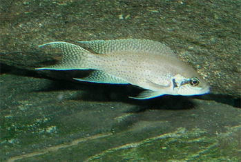 Neolamprologus Brichardi (Neolamprologus brichardi) |commons:File:Neolamprologus brichardi.jpg