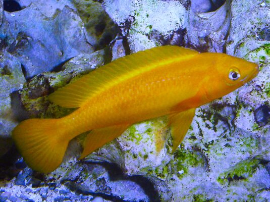 Neolamprologus Leleupi (Neolamprologus leleupi) |commons:File:Large Neolamprologus leleupi.jpg