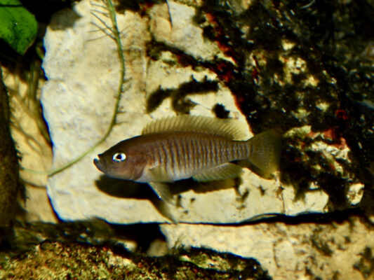 Neolamprologus Multifasciatus (Neolamprologus multifasciatus) |commons:File:Cichlidae Neolamprologus multifasciatus 1.jpg