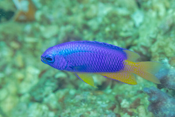 Neon Damselfish Pomacentrus coelestis