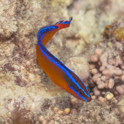 Neon Dottyback (Pseudochromis aldabraensis) |commons:File:Perca enana de Aldabra (Pseudochromis aldabraensis), islas Ad Dimaniyat, Omán, 2024-08-15, DD 55.jpg