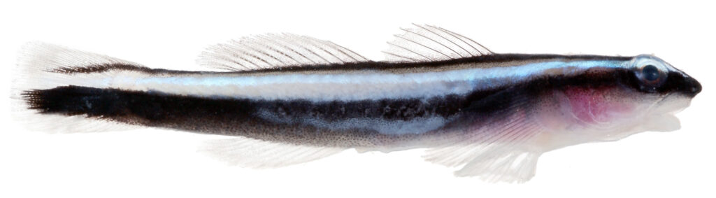 Neon Goby (Elacatinus oceanops) |commons:File:Elacatinus oceanops, Adult (Neon Goby) (2848420781).jpg