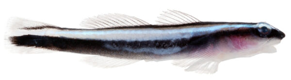Neon Goby (Elacatinus oceanops) |commons:File:Elacatinus oceanops, Adult (Neon Goby) (2848420781).jpg