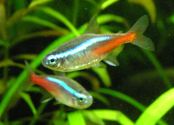 Neon Tetra (Paracheirodon innesi) |commons:File:Neonka obecna paracheirodon innesi.jpg