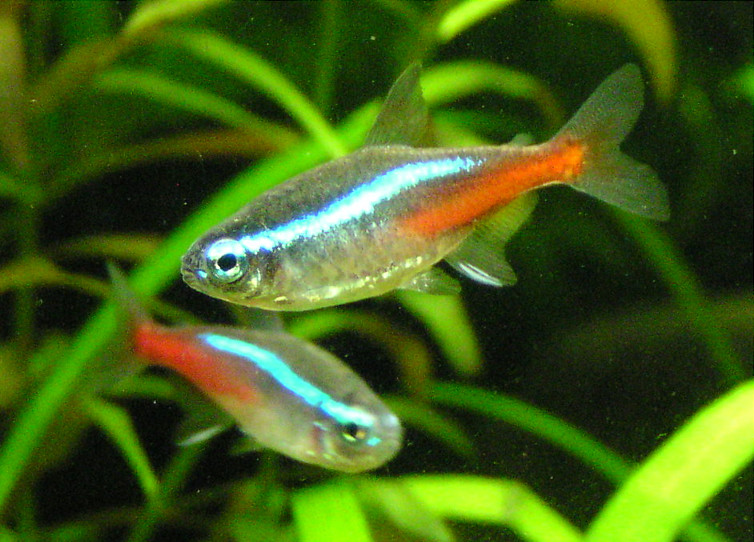 Neon Tetra (Paracheirodon innesi) |commons:File:Neonka obecna paracheirodon innesi.jpg