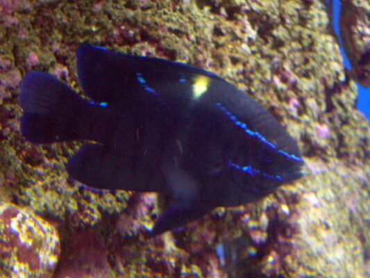 Neon Velvet Damsel (Neoglyphidodon oxyodon) |commons:File:Neoglyphidodon oxyodon.001 - Aquarium Finisterrae.jpg