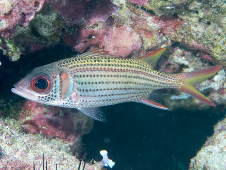 Neoniphon argenteus (Neoniphon argenteus) |commons:File:Clearfin squirrelfish (Neoniphon argenteus) (48776696936).jpg