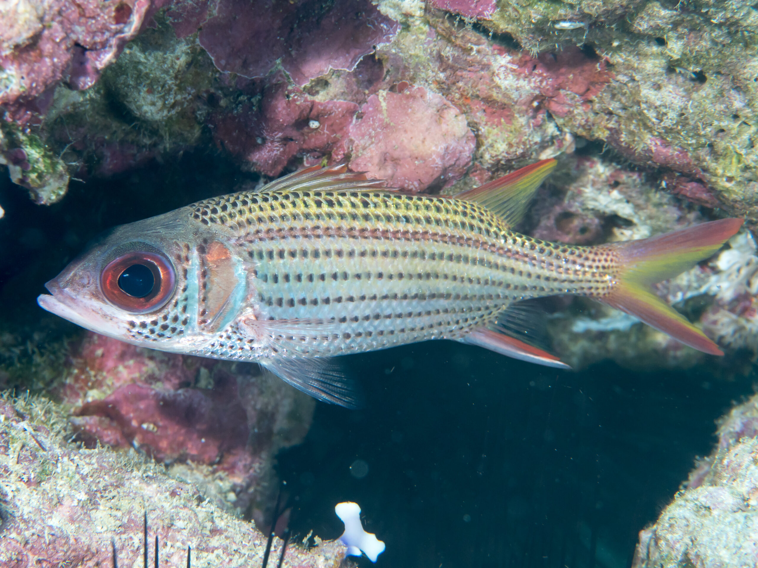 Neoniphon argenteus (Neoniphon argenteus) |commons:File:Clearfin squirrelfish (Neoniphon argenteus) (48776696936).jpg