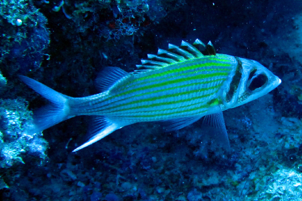Neoniphon aurolineatus (Neoniphon aurolineatus) |commons:File:Neoniphon aurolineatus.png
