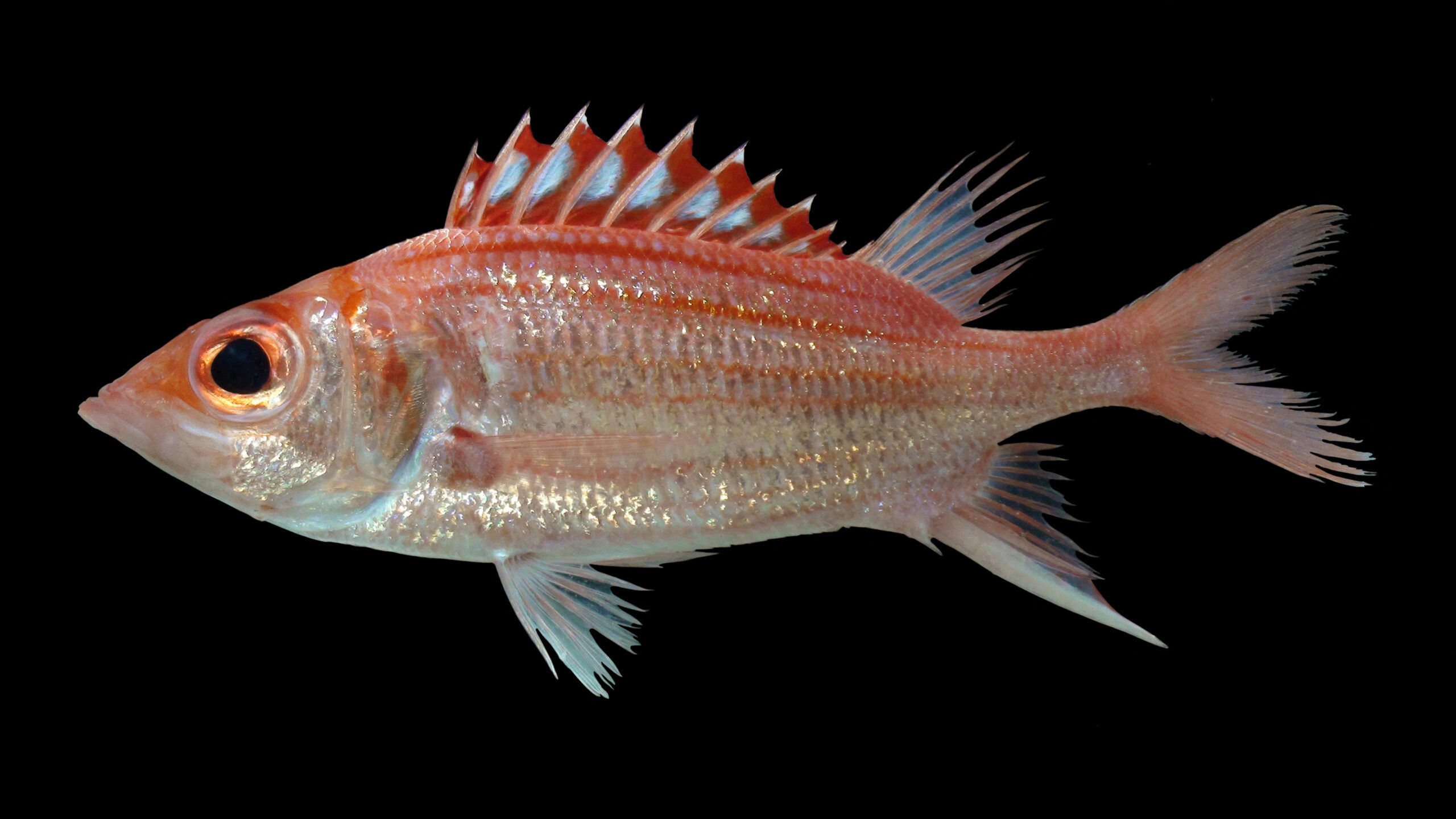 Neoniphon pencei (Neoniphon pencei) |commons:File:Neoniphon pencei.jpg