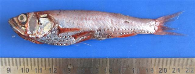 Neoscopelus microchir (Neoscopelus microchir) |commons:File:Neoscopelus microchir.JPG