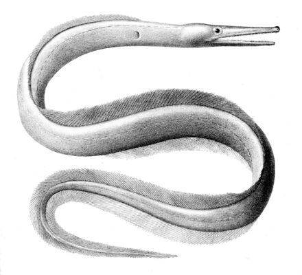 Nettastoma melanura (Nettastoma melanura) |commons:File:Nettastoma melanurum.jpg