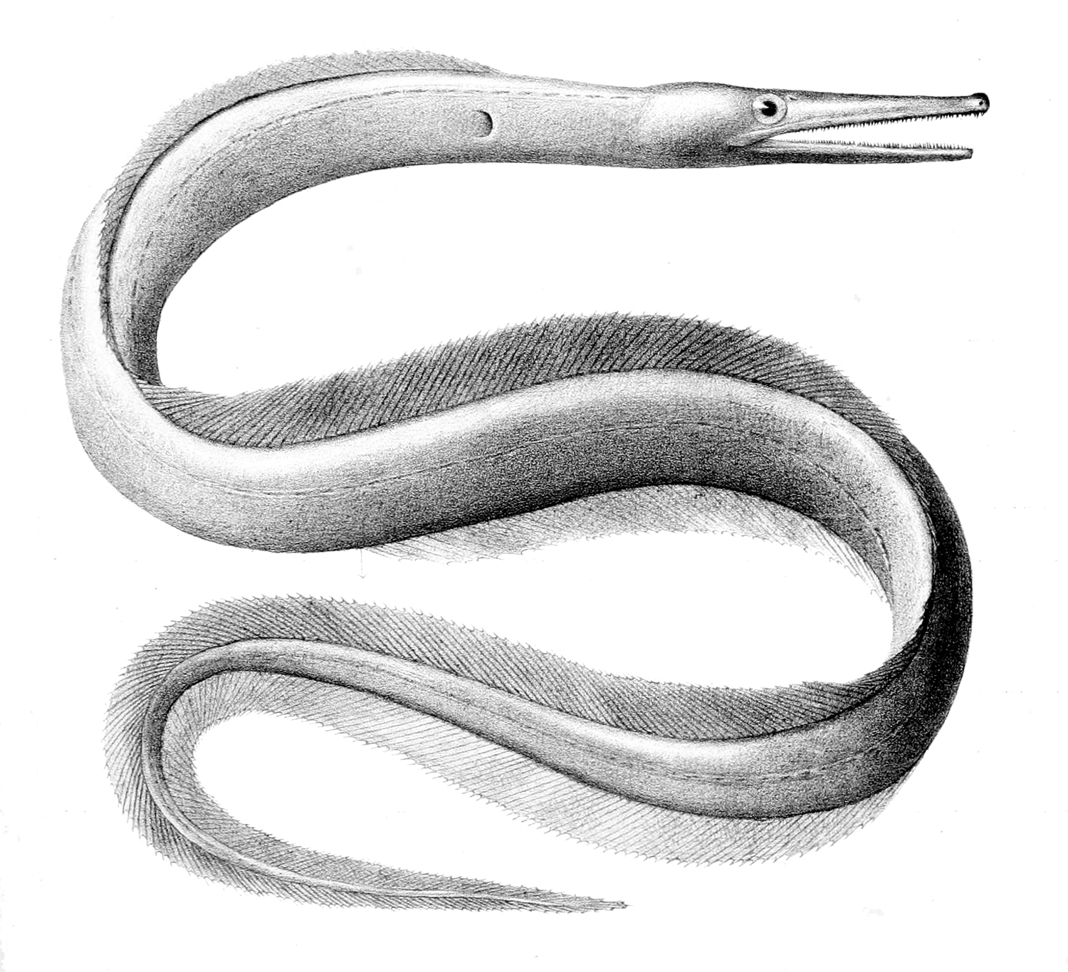 Nettastoma melanura (Nettastoma melanura) |commons:File:Nettastoma melanurum.jpg