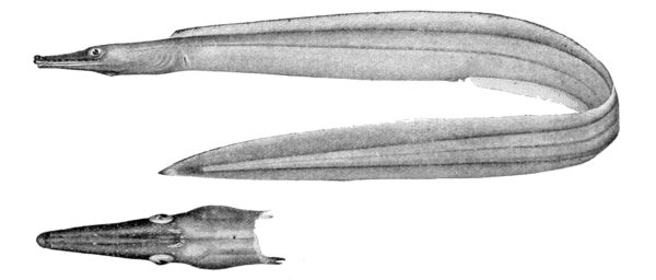 Nettastoma parviceps (Nettastoma parviceps) |commons:File:Nettastoma parviceps.jpg