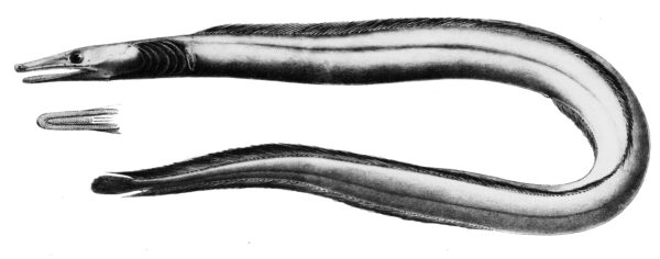Nettenchelys taylori (Nettenchelys taylori) |commons:File:Nettenchelys taylori.jpg