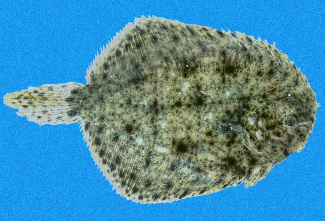 Network Sole (Achirus scutum) |commons:File:Achirus scutum SI.jpg