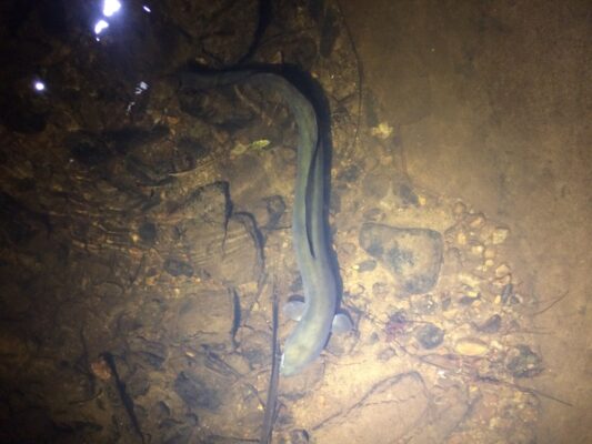 New Zealand Longfin Eel (Anguilla dieffenbachii) |commons:File:Anguilla dieffenbachii 23711946.jpg