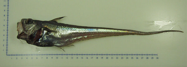Nezumia atlantica (Nezumia atlantica) |commons:File:Nezumia atlantica.jpg