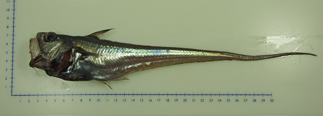 Nezumia atlantica (Nezumia atlantica) |commons:File:Nezumia atlantica.jpg