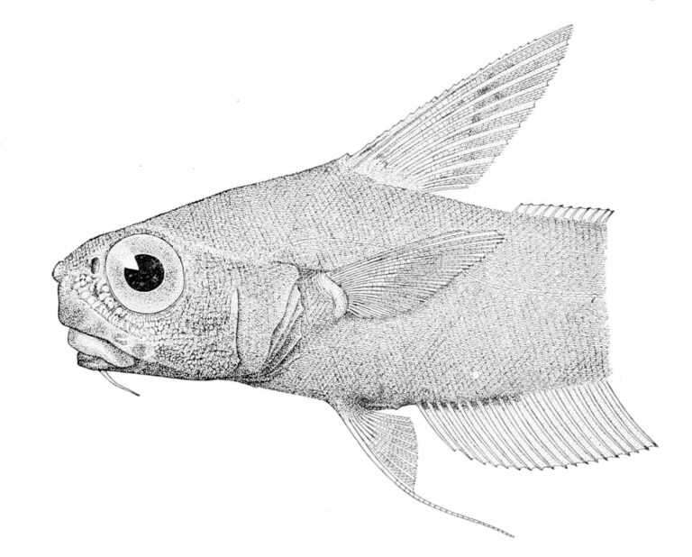 Nezumia burragei (Nezumia burragei) |commons:File:Nezumia burragei.jpg