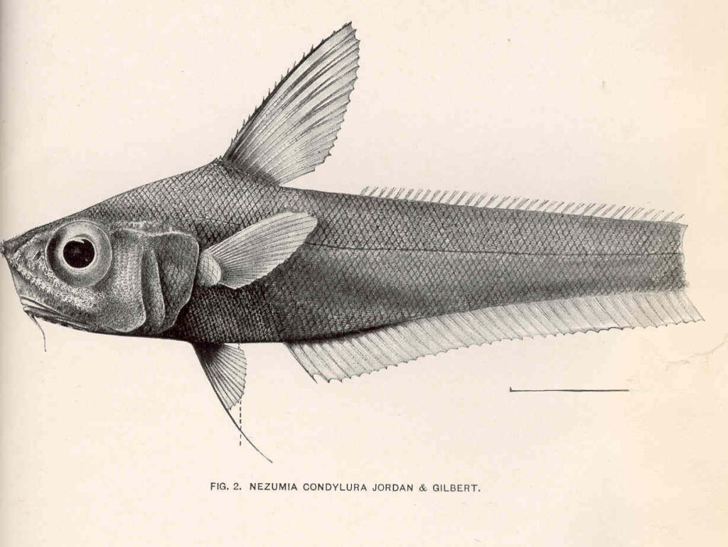 Nezumia condylura (Nezumia condylura) |commons:File:FMIB 41164 Nezumia condylura Jordan & Gilbert.jpeg
