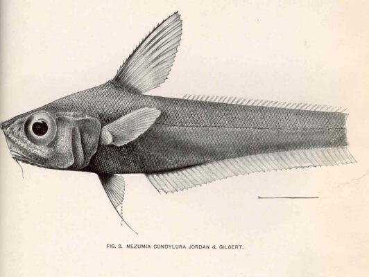 Nezumia condylura (Nezumia condylura) |commons:File:FMIB 41164 Nezumia condylura Jordan & Gilbert.jpeg