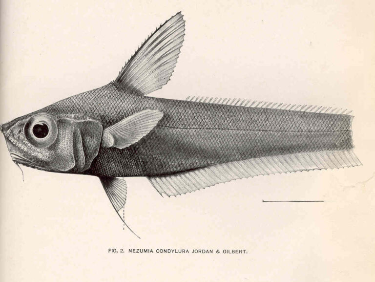 Nezumia condylura (Nezumia condylura) |commons:File:FMIB 41164 Nezumia condylura Jordan & Gilbert.jpeg