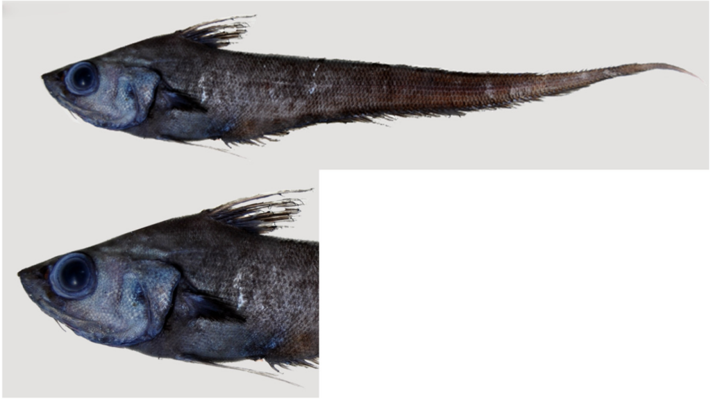 Nezumia convergens (Nezumia convergens) |commons:File:Nezumia convergens.png