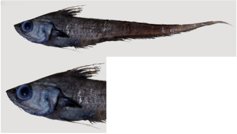 Nezumia convergens (Nezumia convergens) |commons:File:Nezumia convergens.png