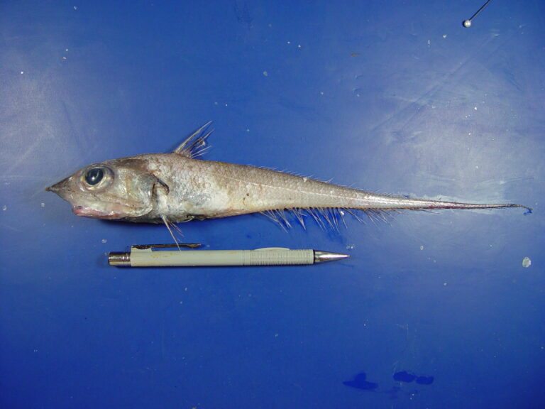 Nezumia cyrano (Nezumia cyrano) |commons:File:Nezumia cyrano.jpg