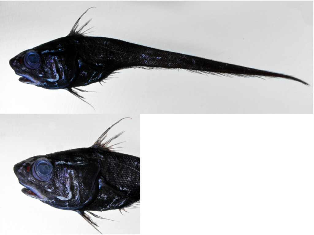 Nezumia liolepis (Nezumia liolepis) |commons:File:Nezumia liolepis. USNM 422462, 65 mm. Head Length.png
