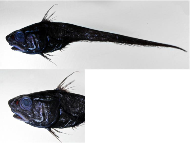 Nezumia liolepis (Nezumia liolepis) |commons:File:Nezumia liolepis. USNM 422462, 65 mm. Head Length.png