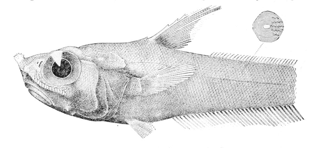 Nezumia obliquata (Nezumia obliquata) |commons:File:Nezumia obliquata.jpg