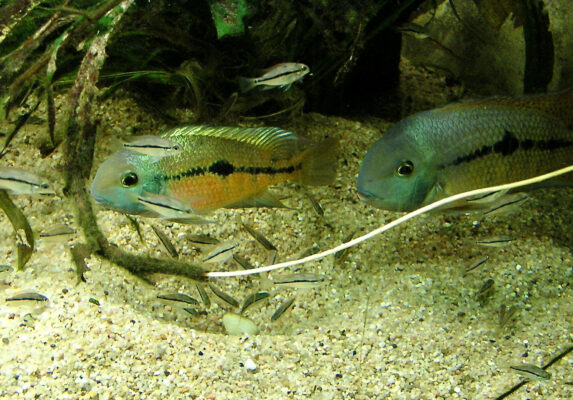 Nicaraguan Cichlid (Hypsophrys nicaraguensis) |commons:File:Cichlidae Hypsophrys nicaraguensis 1.jpg