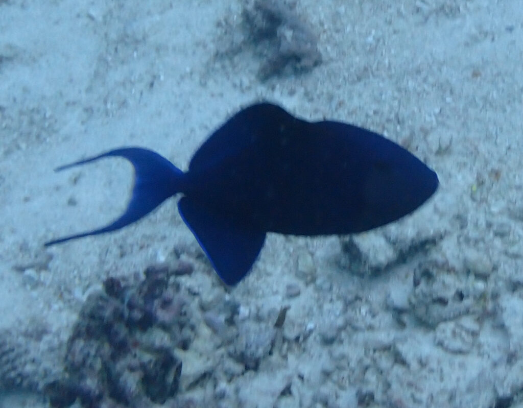 Niger Trigger Odonus niger