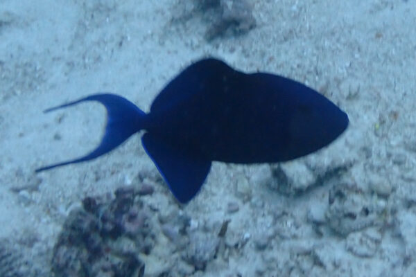 Niger Trigger Odonus niger
