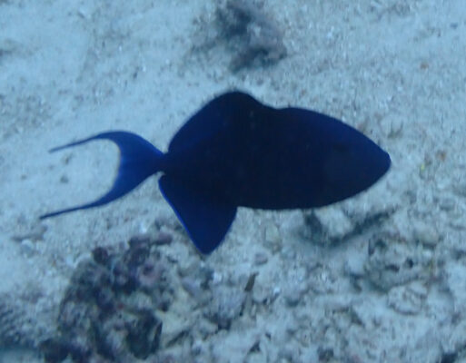Niger Triggerfish (Odonus niger) |commons:File:Odonus niger 282440144.jpg