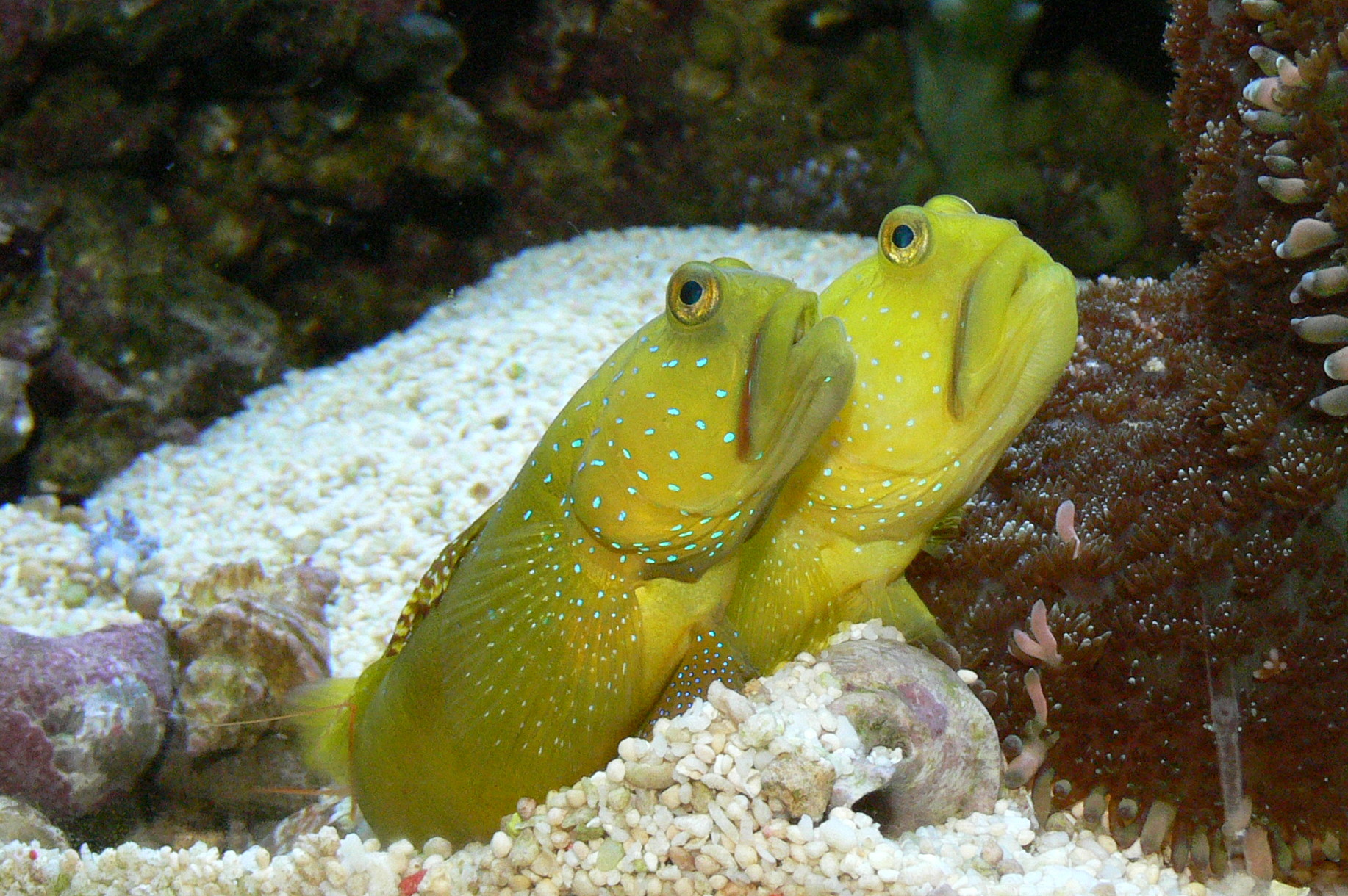 Ninebar Goby (Cryptocentrus cryptocentrus) |commons:File:Cryptocentrus cinctus.JPG