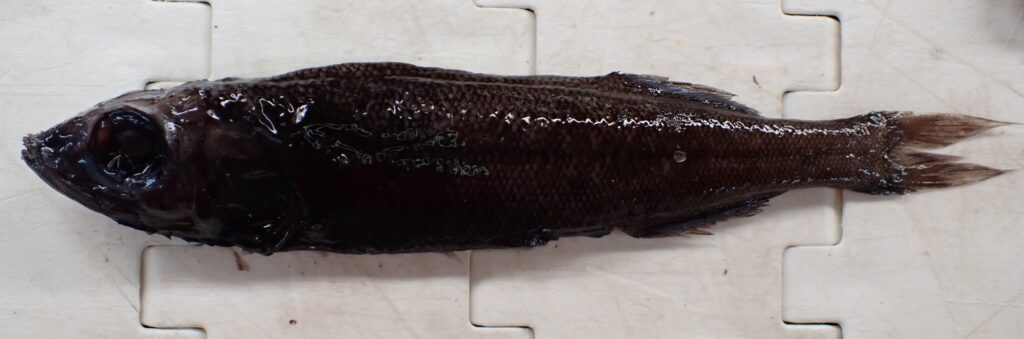 Normichthys operosus (Normichthys operosus) |commons:File:Normichthys operosus 2.jpg